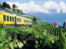 vigneti svizzeri
